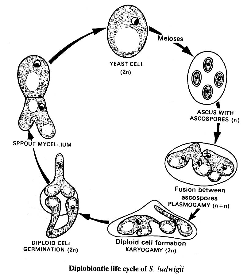 diplobiontic