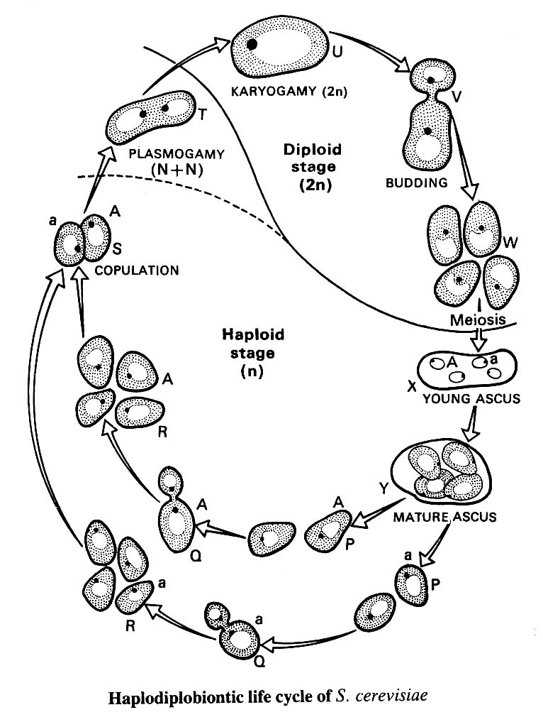 haplodiplobiontic