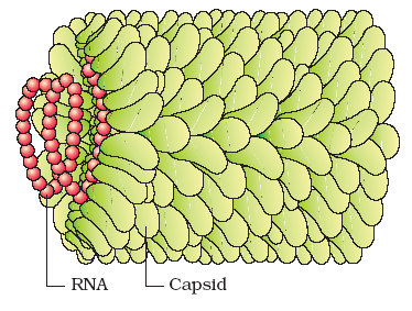 tobacco mosaic virus