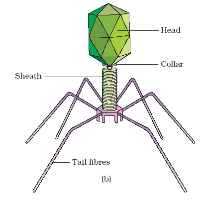 bacteriophage 