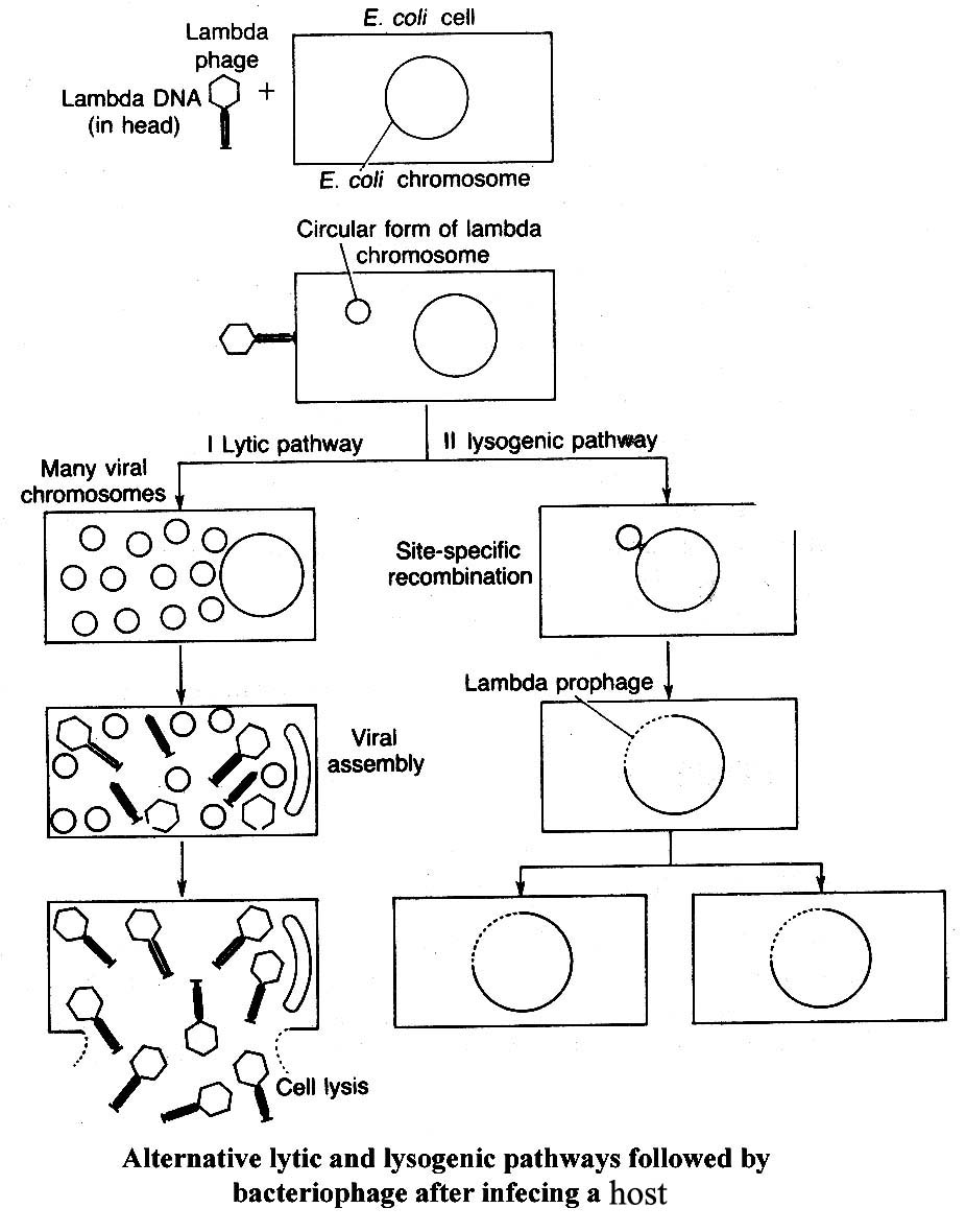 alternative lytic and lysogenic pathways