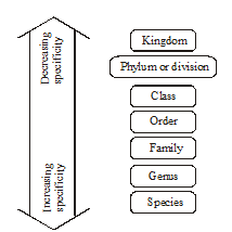 Taxonomic Hierarchy