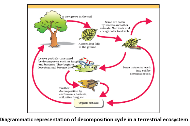 Diagrammatic representation of decomposition