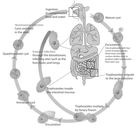 Life cycle of Entamoeba histolytica