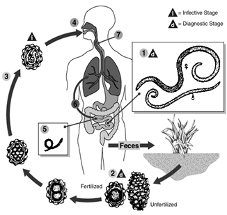 Life cycle of Ascaris lumbricoides