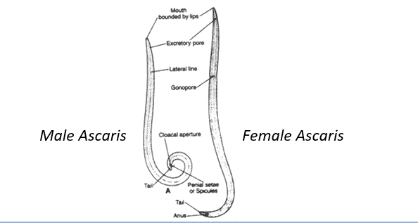 Treatment of Ascariasis