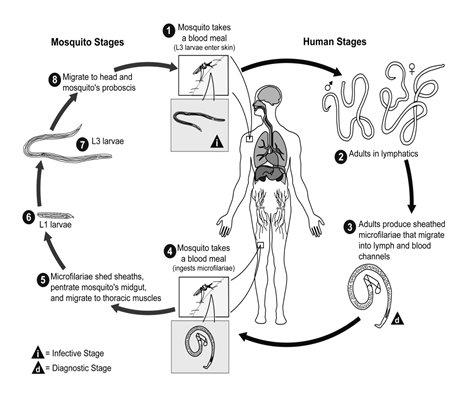 Life cycle of filarial worms