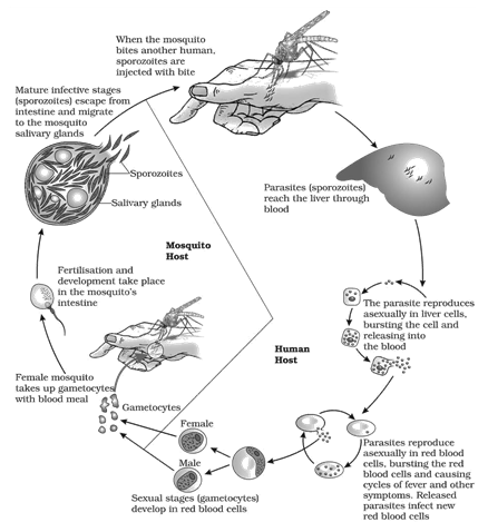 Erythrocytic phase