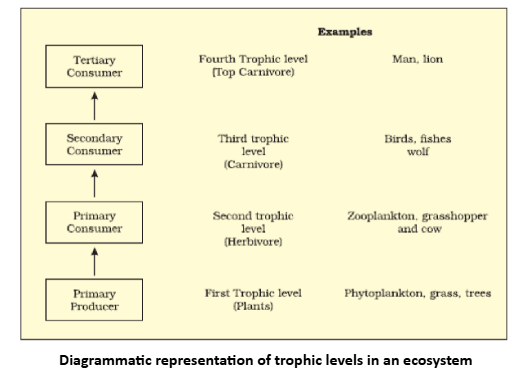 Representation of trophic level of ecosystem