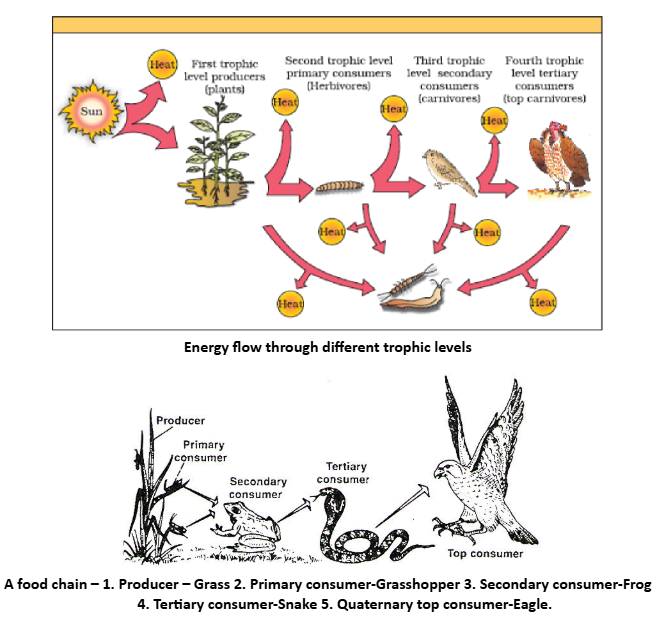 Energy flow from diffrent tropic level