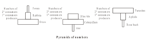 Pyramids of Numbers