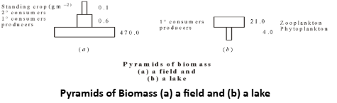 Pyramids of Biomass
