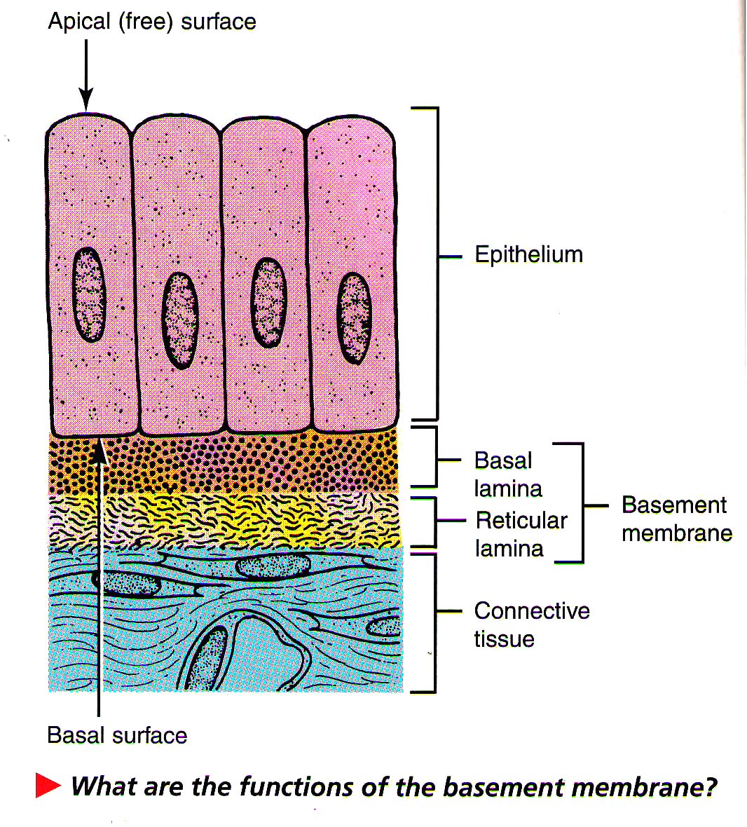 Epithelial Tissue 