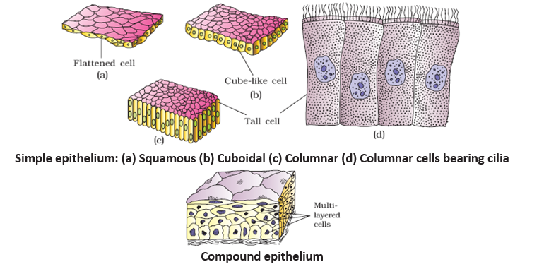 Epithelial Tissues