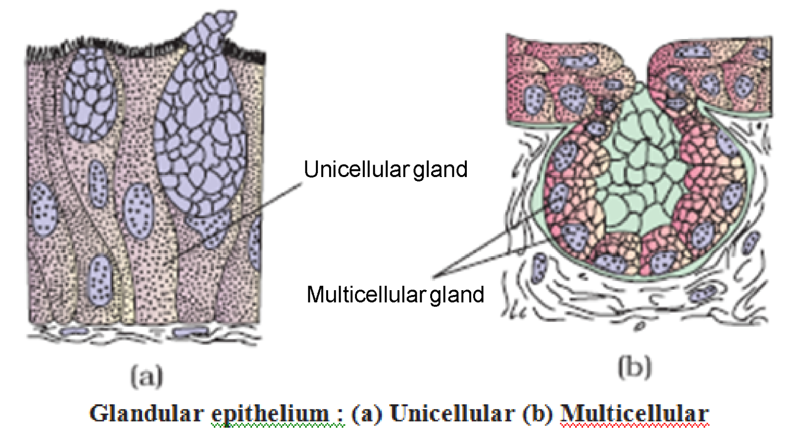 Glandular Epithelium