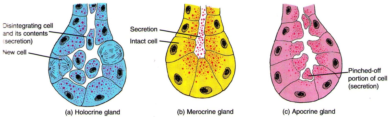 Functional Classification of Exocrine Gland