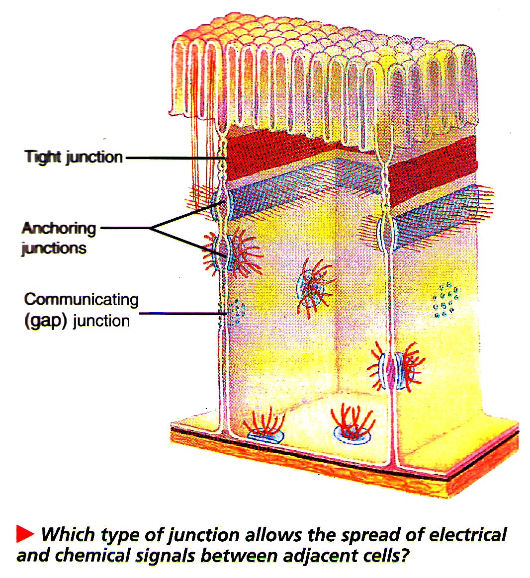Different cell Junction