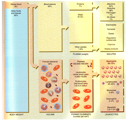 Function of blood