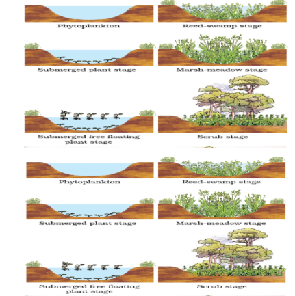 Process of Succession
