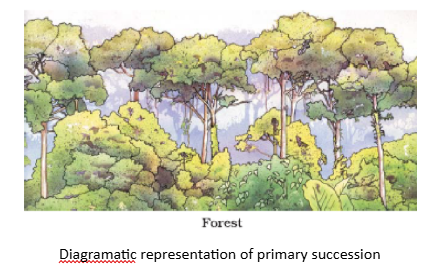 Succession of Plants