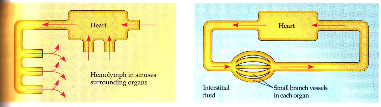 Blood Vascular System