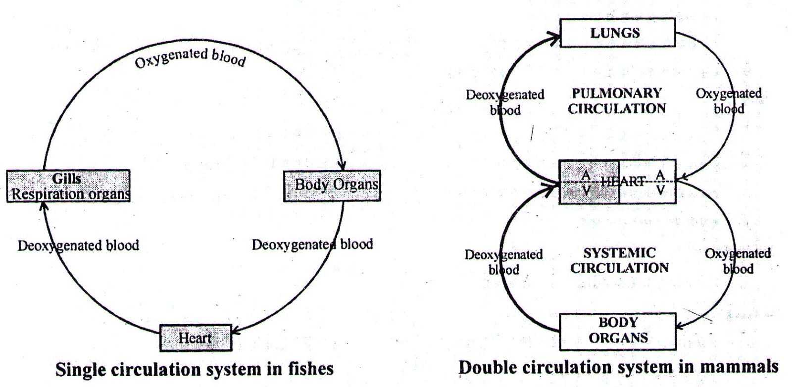 Types of Closed Blood Vascular System