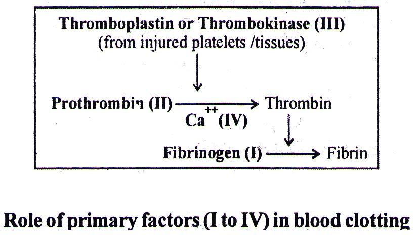thromboplastin 