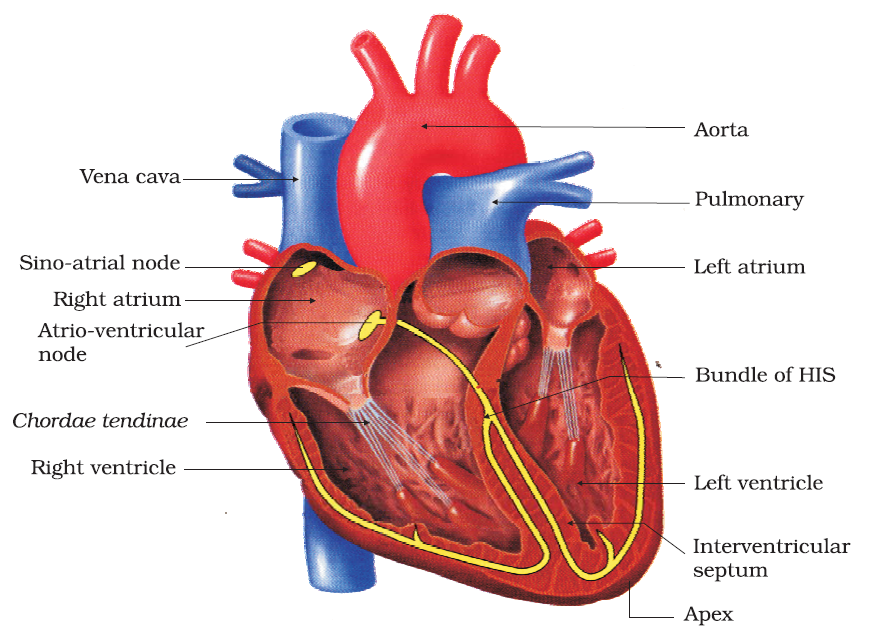 Heart