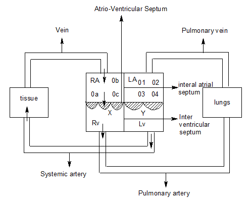 Section of human heart