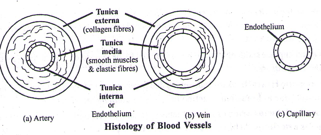 History of Blood Vessels