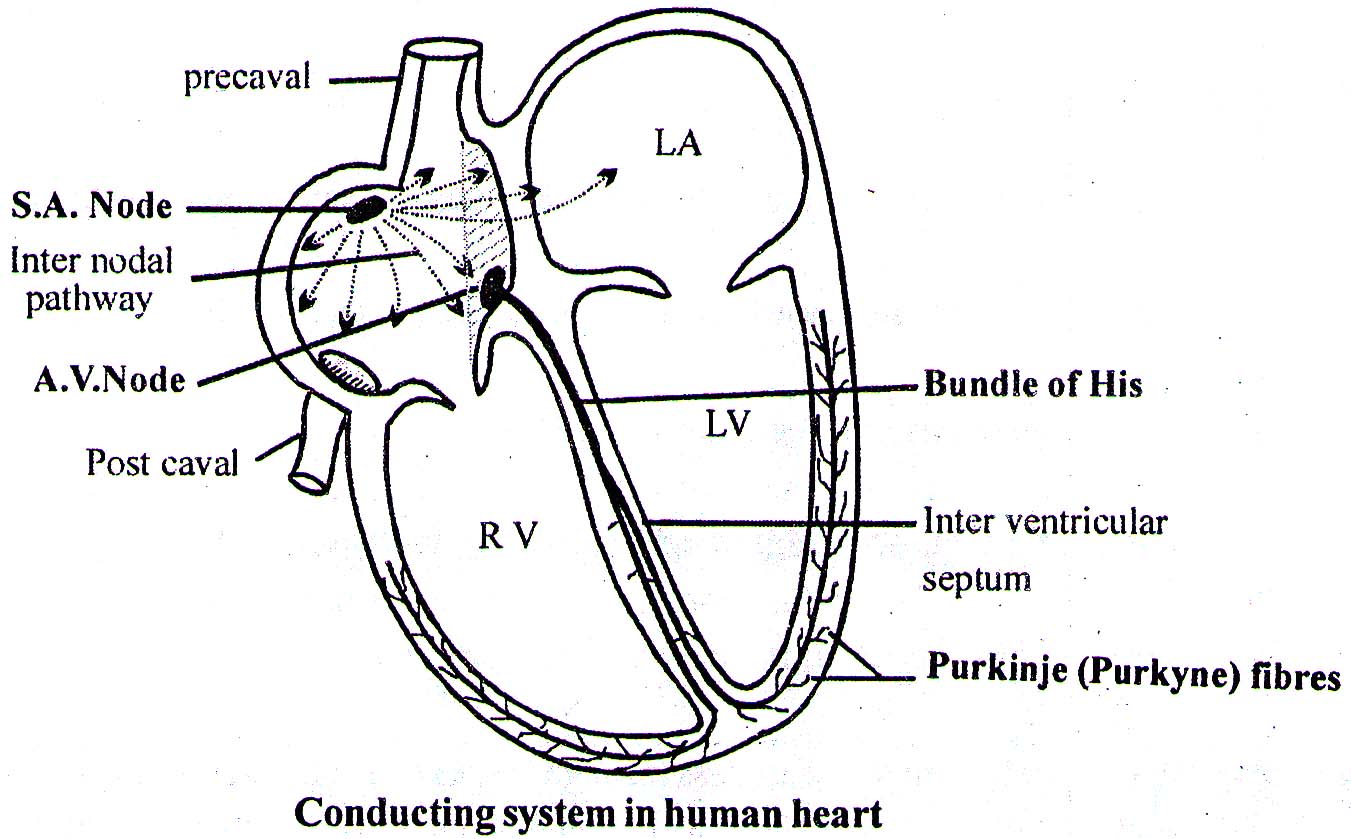 Conduction System of Heart