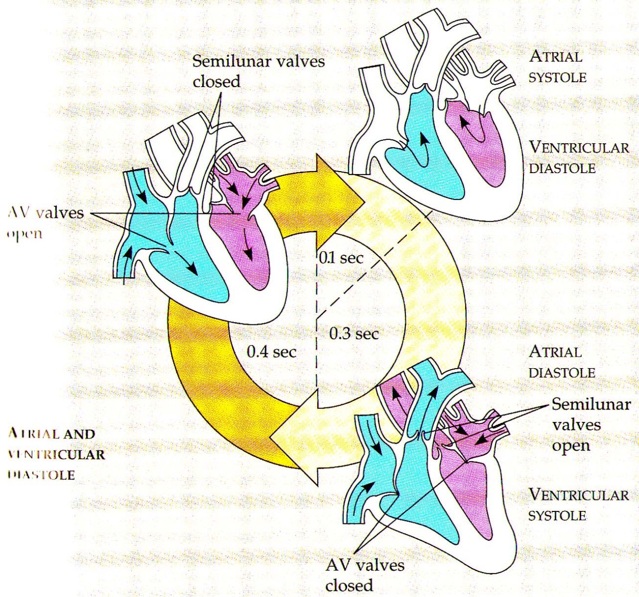 Cardiac cycle