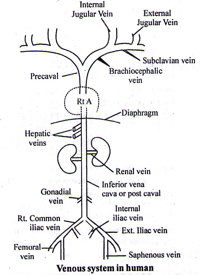 The Venous system