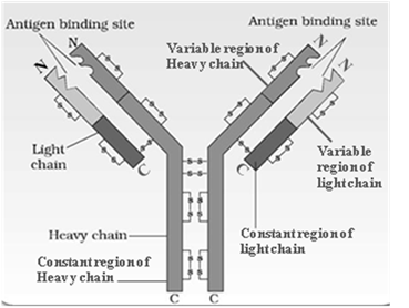 ANTIBODY