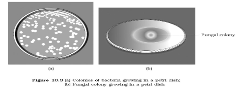 colonis of bacteria growing