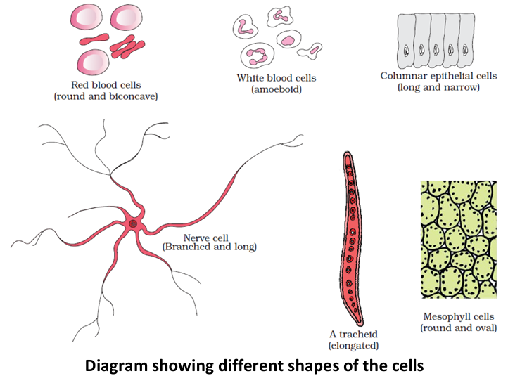 different shapes of the cells