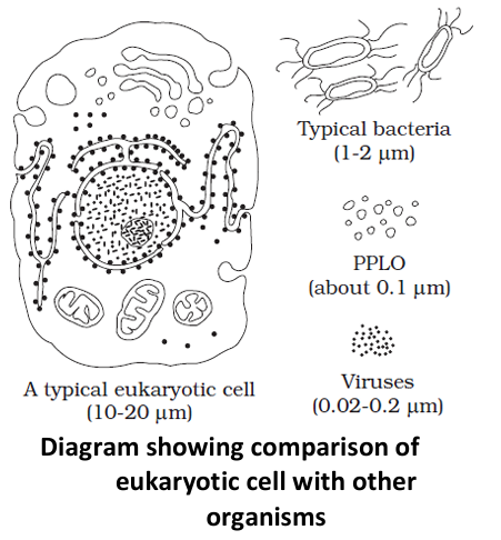 comparison of eukaryotic cell with other organisms