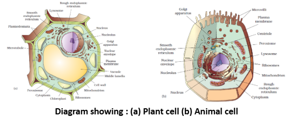 (a) Plant cell (b) Animal cell