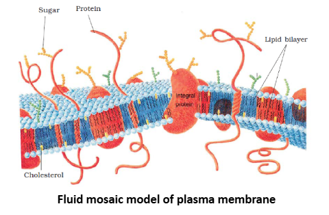 Fluid mosaic model of plasma membrane