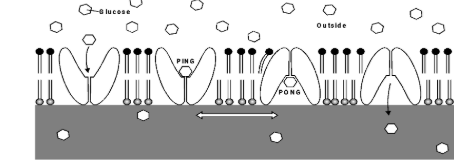 Facilitated Diffusion
