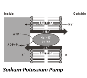 Sodium Potassium Pump