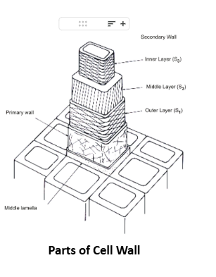 cell wall 