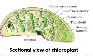 Sectional view of chloroplast