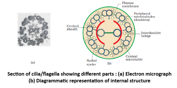Cilia and Flagella