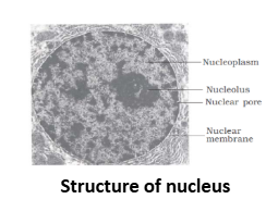 structure of Nucleus