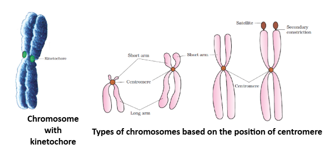 Types of chromosomes based on the position of centromere