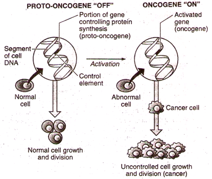 Genetic basis of development of cancer