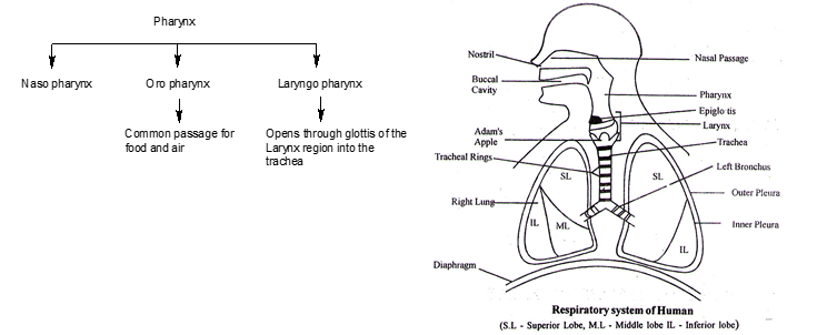 Pharynx