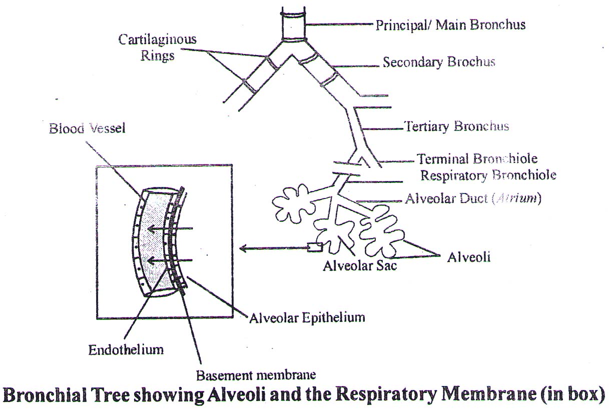 trachea