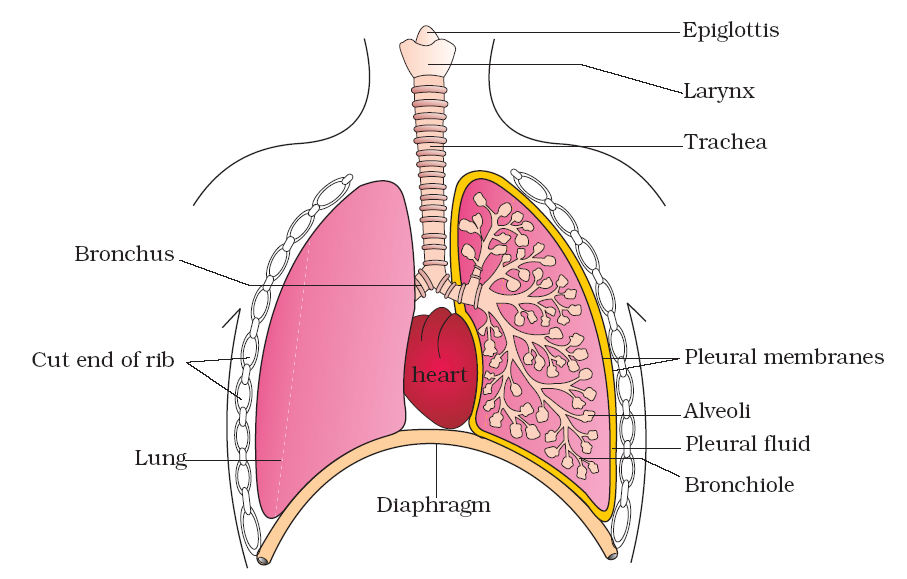 Diagrammatic view of human respiratory system 